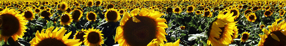 Information News Rotating Header Image